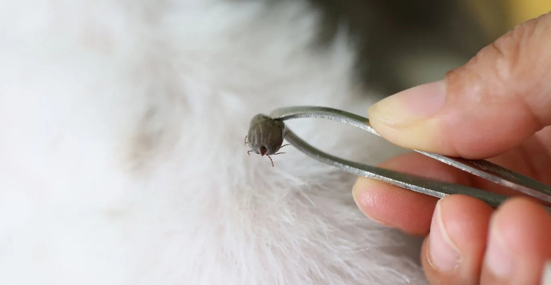 Veterinarijos gydytojos patarimai, kaip apsaugoti augintinį nuo erkių